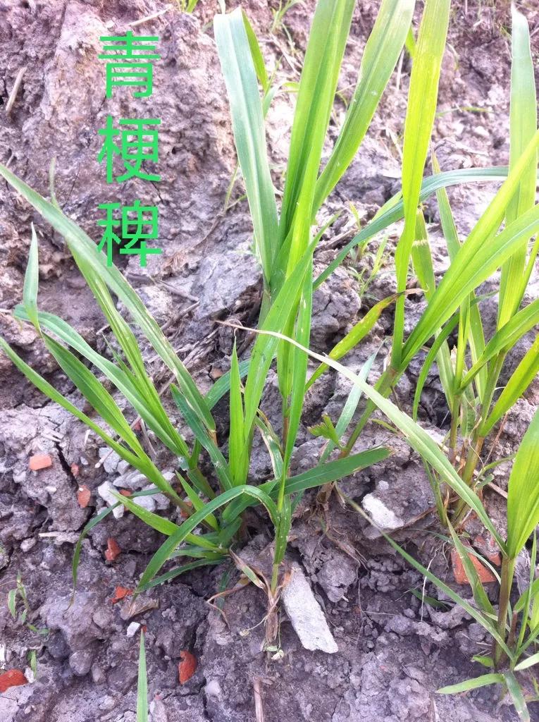 水稻直播除草技术大全,旱直播水稻二次封闭怎样用药