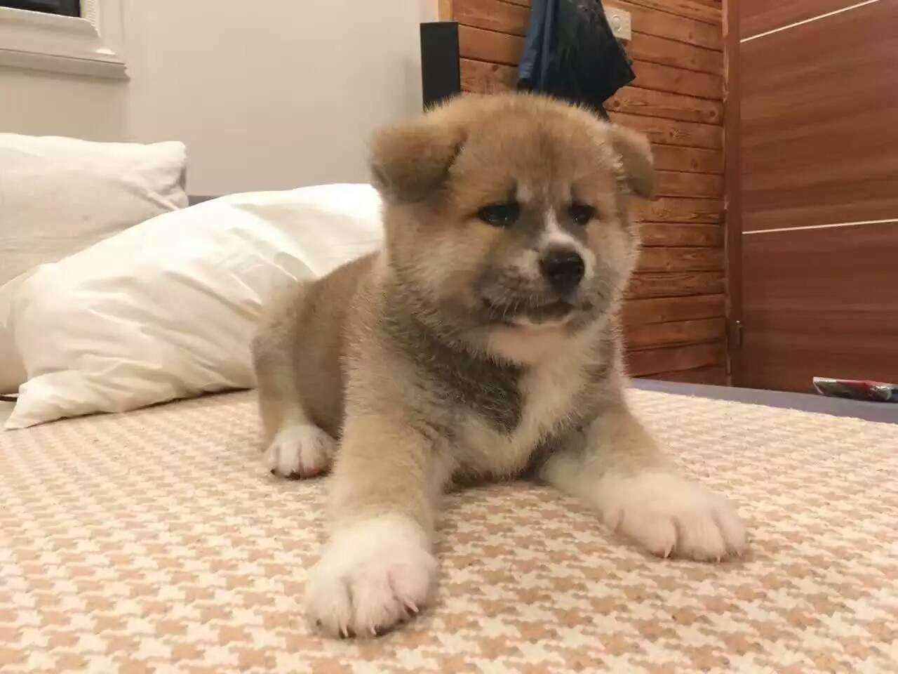 这才是真正的秋田犬,日本忠犬秋田犬