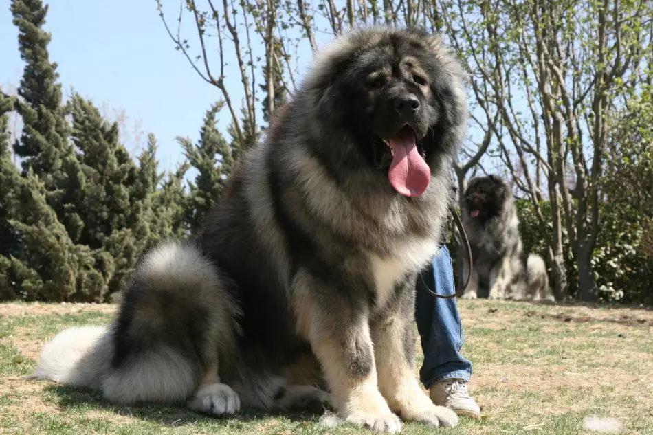 令人惊叹的狗狗品种你一定要了解,这些不常见的狗狗品种你认识几个