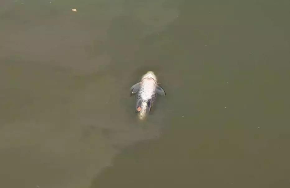 缅甸最高温突破47.2°C，仰光大金塔鱼池的鱼都被热死了