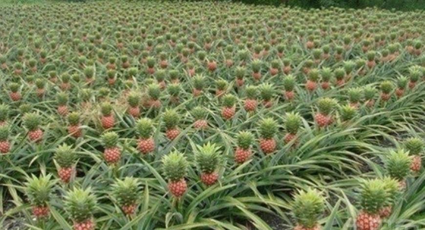 种菠萝的步骤是什么呀,种菠萝需要怎样的土壤