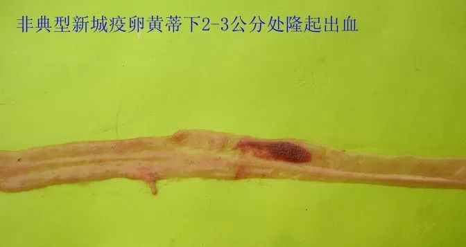 家禽常见疾病及检测方法书籍,家禽疾病如何检测