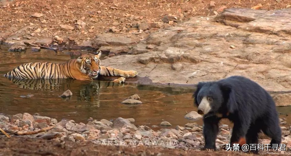 王者也会栽跟头——盘点在野生环境中杀死过成年老虎狮子的动物