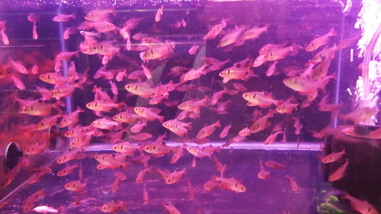 凶猛观赏鱼从哪里买,观赏鱼市场买热带鱼