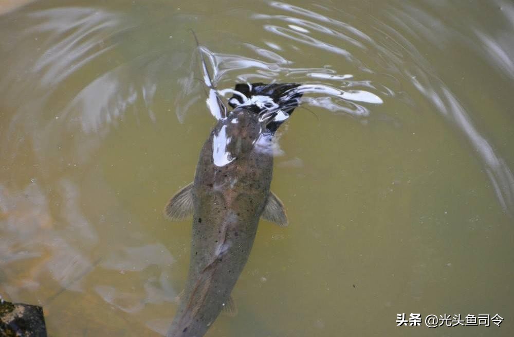 短短30年,从街边美食,到臭名昭著,埃及塘虱鱼经历了什么?