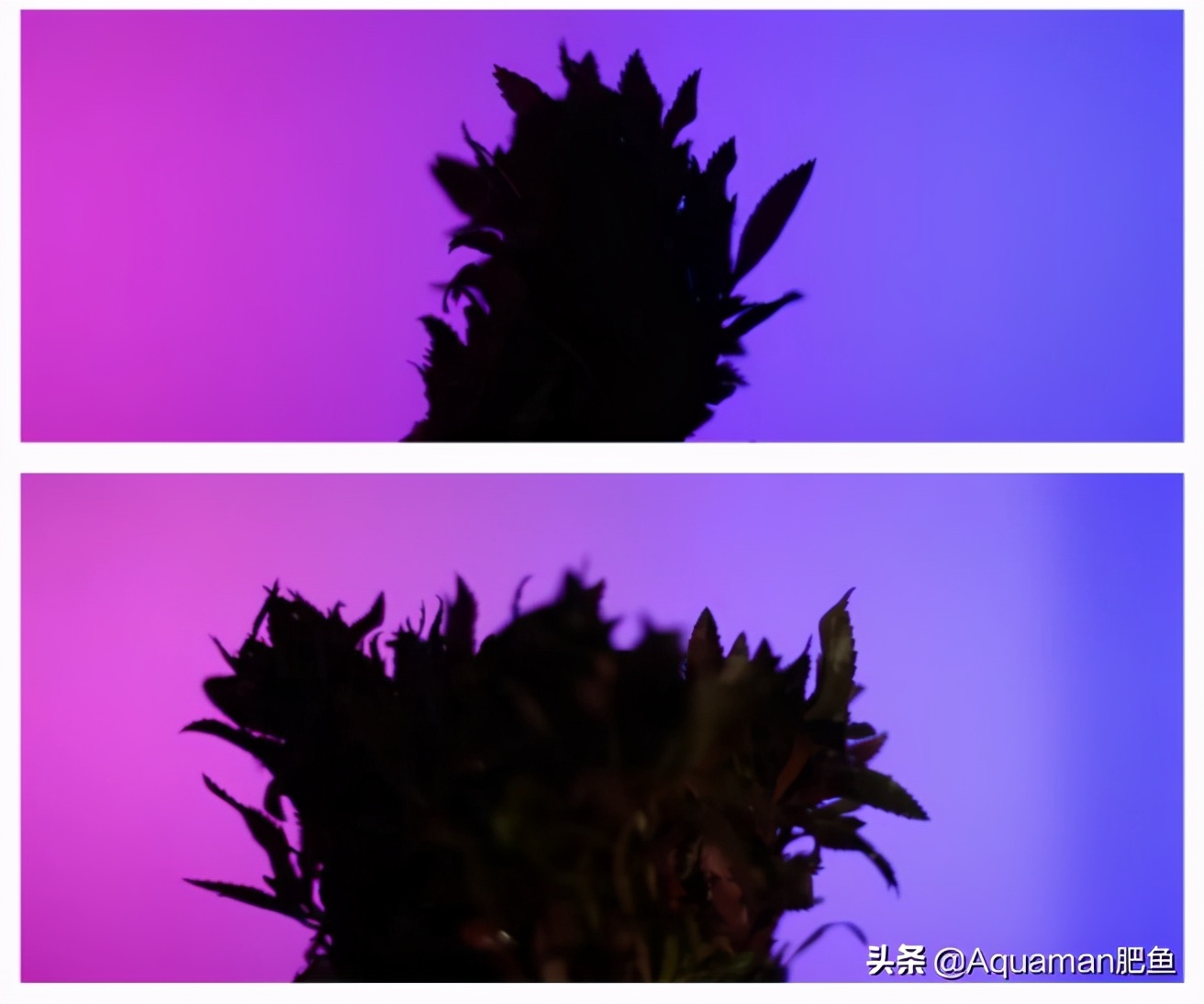 便宜又好养的水草推荐,好养又便宜的水草推荐