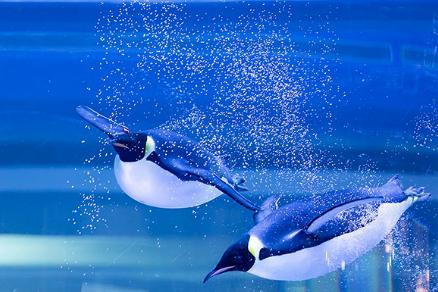 上海海昌海洋公园怎么样啊,上海海昌海洋公园怎么样