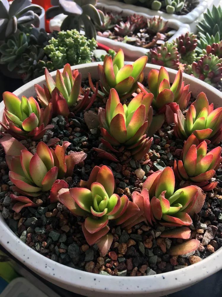 2021牛转乾坤砥砺前行,2021年牛转乾坤时来运转