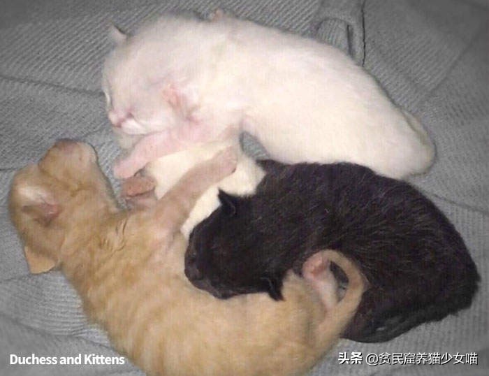 猫崽的颜色和猫妈妈一样吗,猫宝宝的颜色