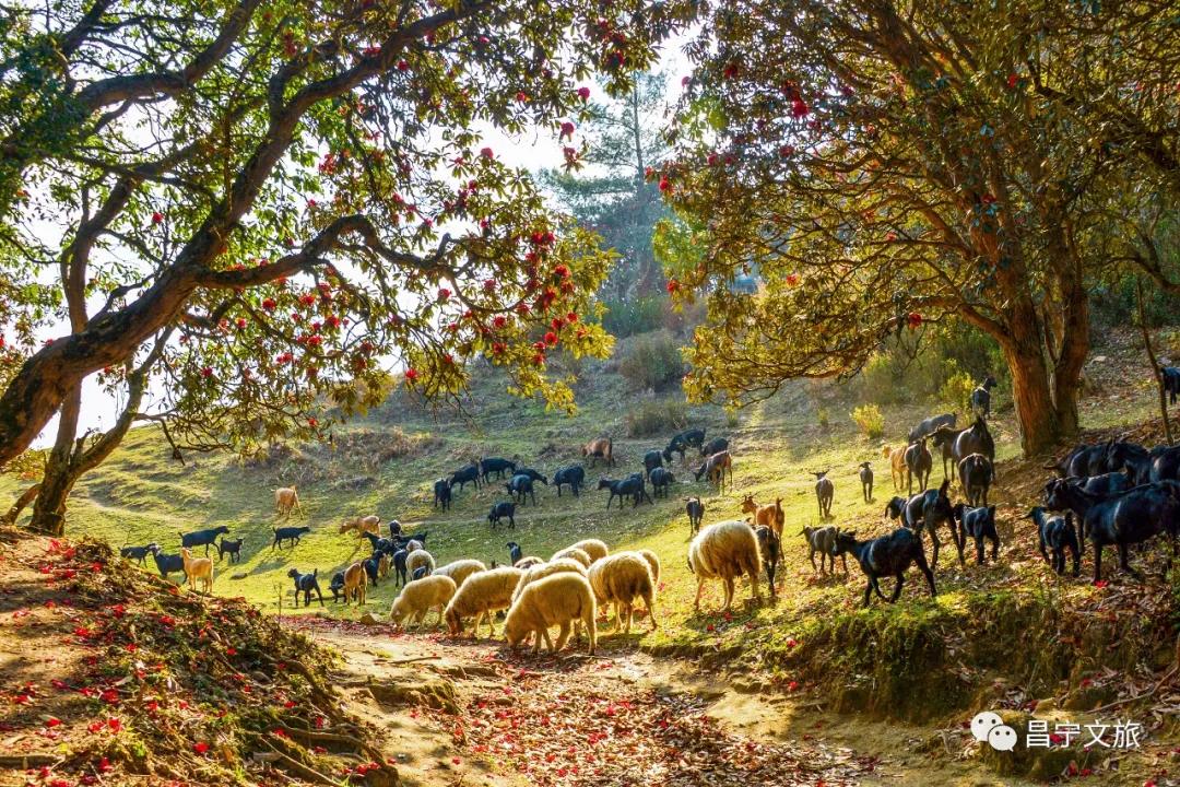 澜沧江梅里大峡谷景观,澜沧江大峡谷美景