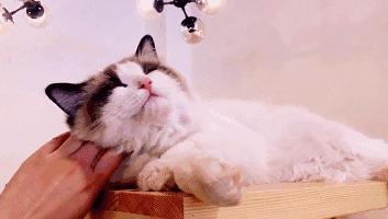 这部温情的撸猫片,让我哭得溃不成军,这是全世界猫*党**的胜利