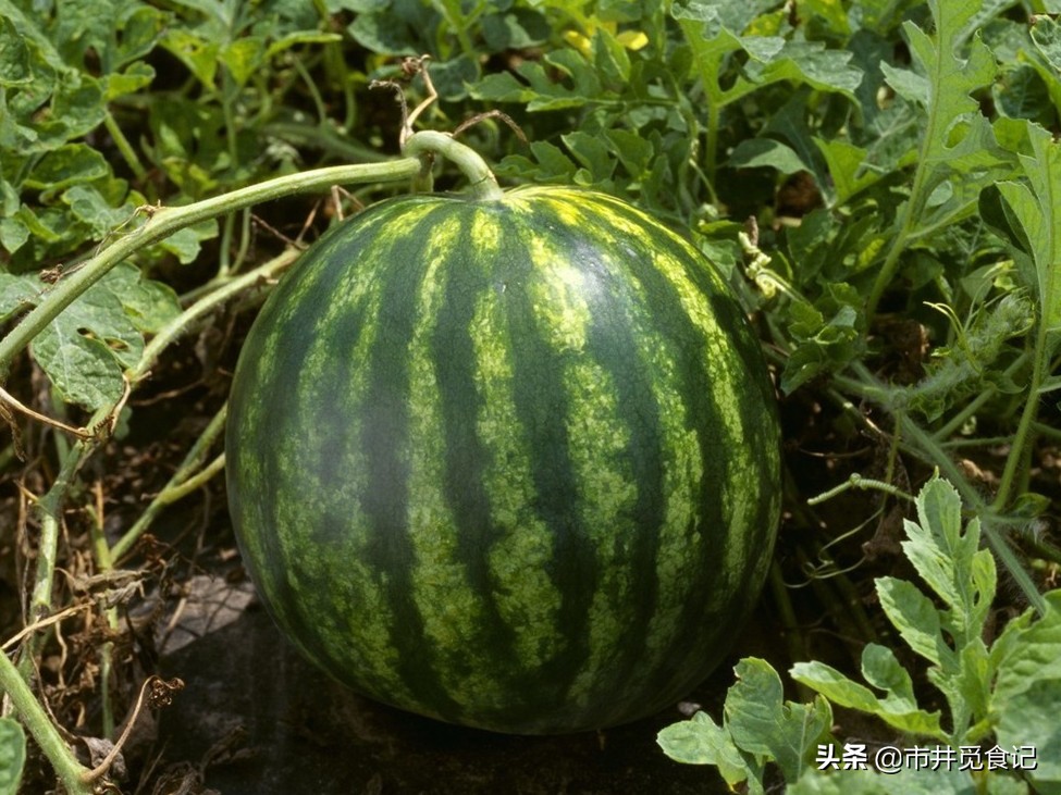 买西瓜要注意不要买到水,买西瓜皮薄怎么办