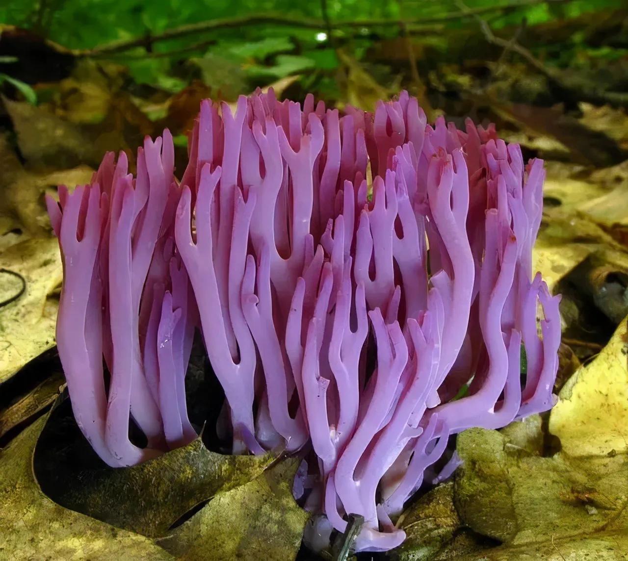 深山里捡蘑菇视频,找野生蘑菇最佳方法