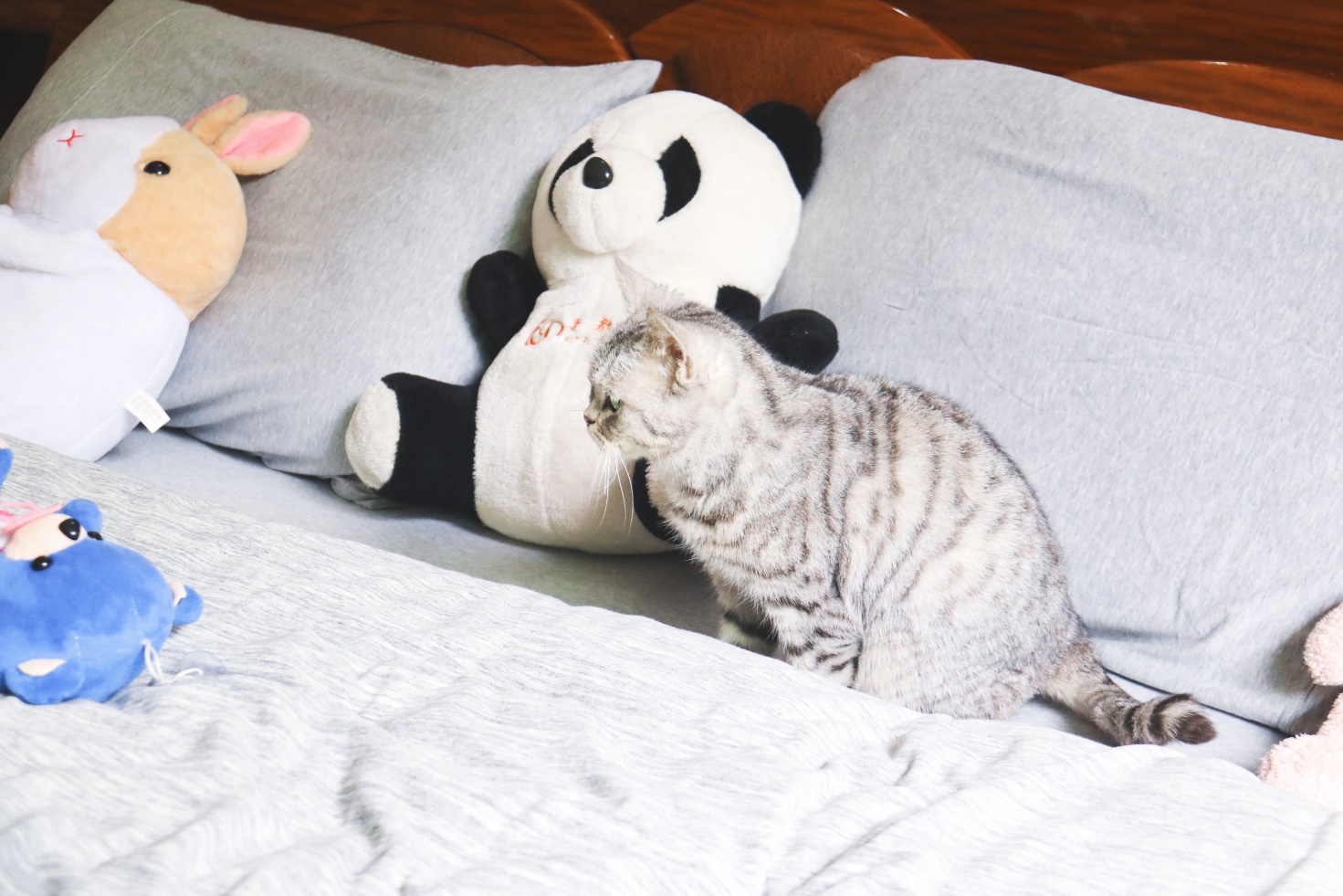 polo针织套装,睡眠辅助设备有哪些