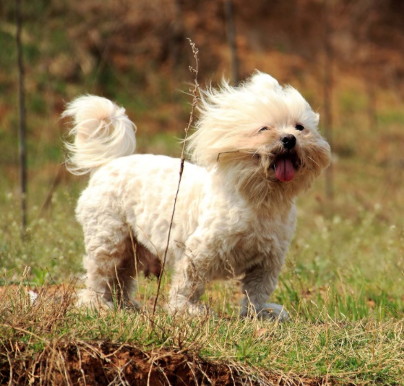 幼犬得了犬瘟能医得活吗,幼犬得了犬瘟还有治疗的必要吗
