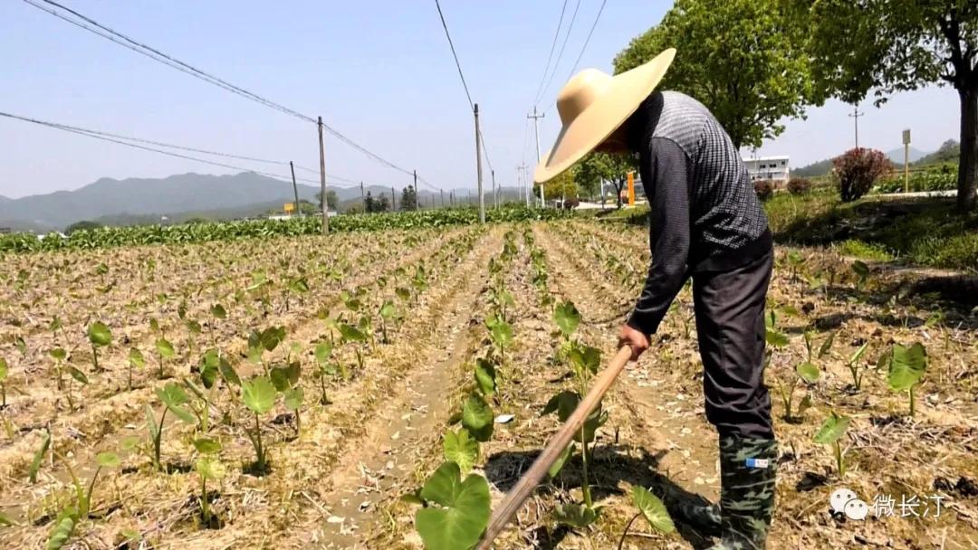 有特色接地气致富快长汀县涂坊镇激励性产业扶贫成效明显