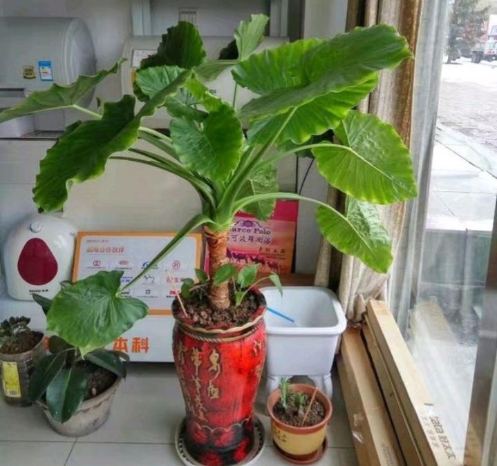 大绿叶花卉滴水观音,绿叶花卉滴水观音开花照片