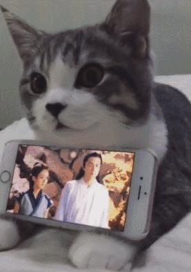 劝养猫的人别养两只猫,劝养猫的朋友都别养两只猫