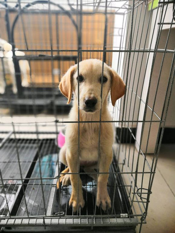 养拉布拉多的噩梦,刚买回来的拉布拉多胆子小怎么办