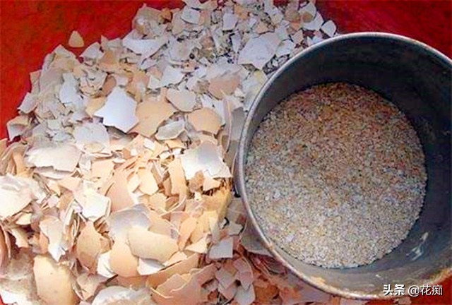 废弃鸡蛋壳的利用价值,鸡蛋壳变废为宝肥料