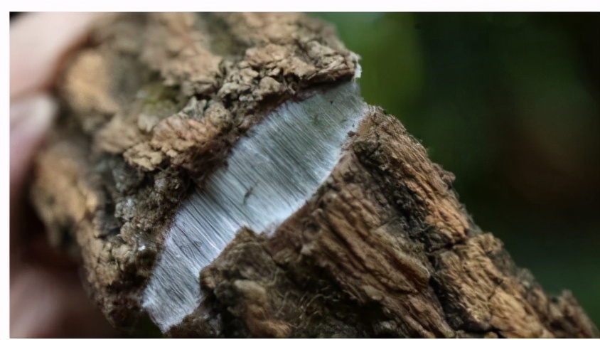 千里马xr290轮胎怎么没有胎毛,千里马xr290怎么样