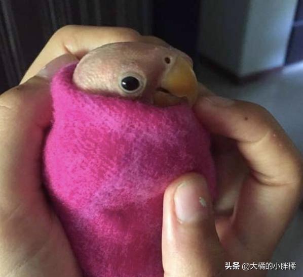 鹦鹉有病怎么救活,鹦鹉常见的致命疾病