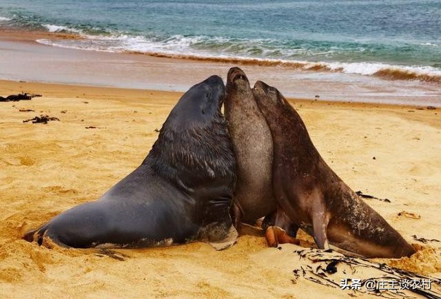 保护的小动物有哪些,保护类小动物