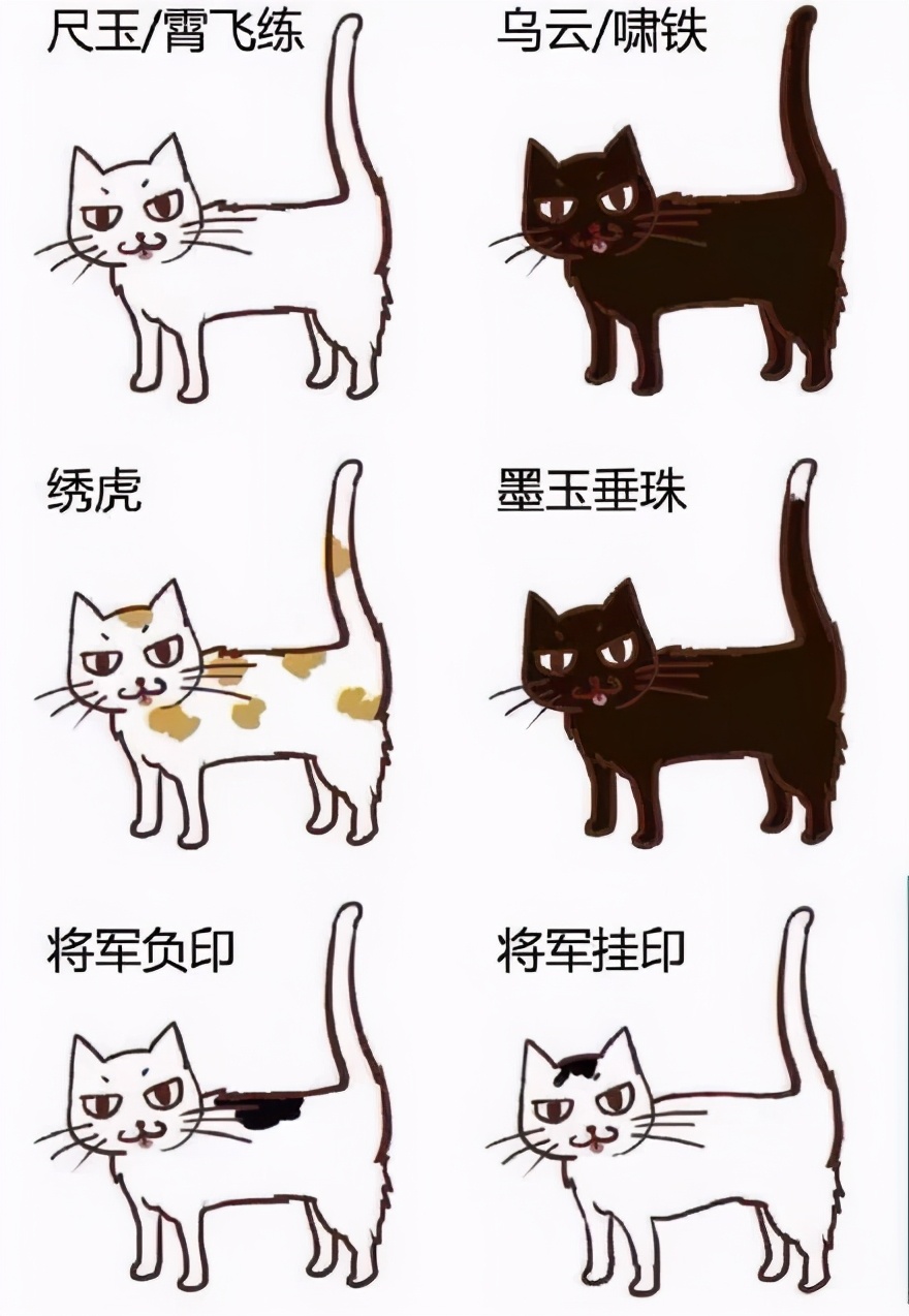 同一窝的猫怎么知道哪个先出生,老祖宗选猫方法