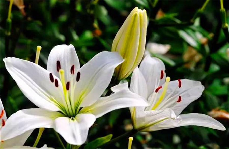 百合使用叶面肥和生根肥有功效吗,百合种植方法几天出苗