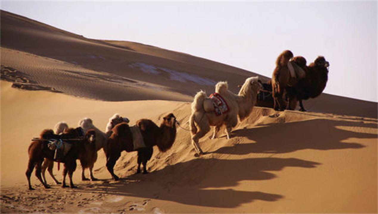 大象为什么不被其他动物吃掉,为什么食肉动物不吃大象