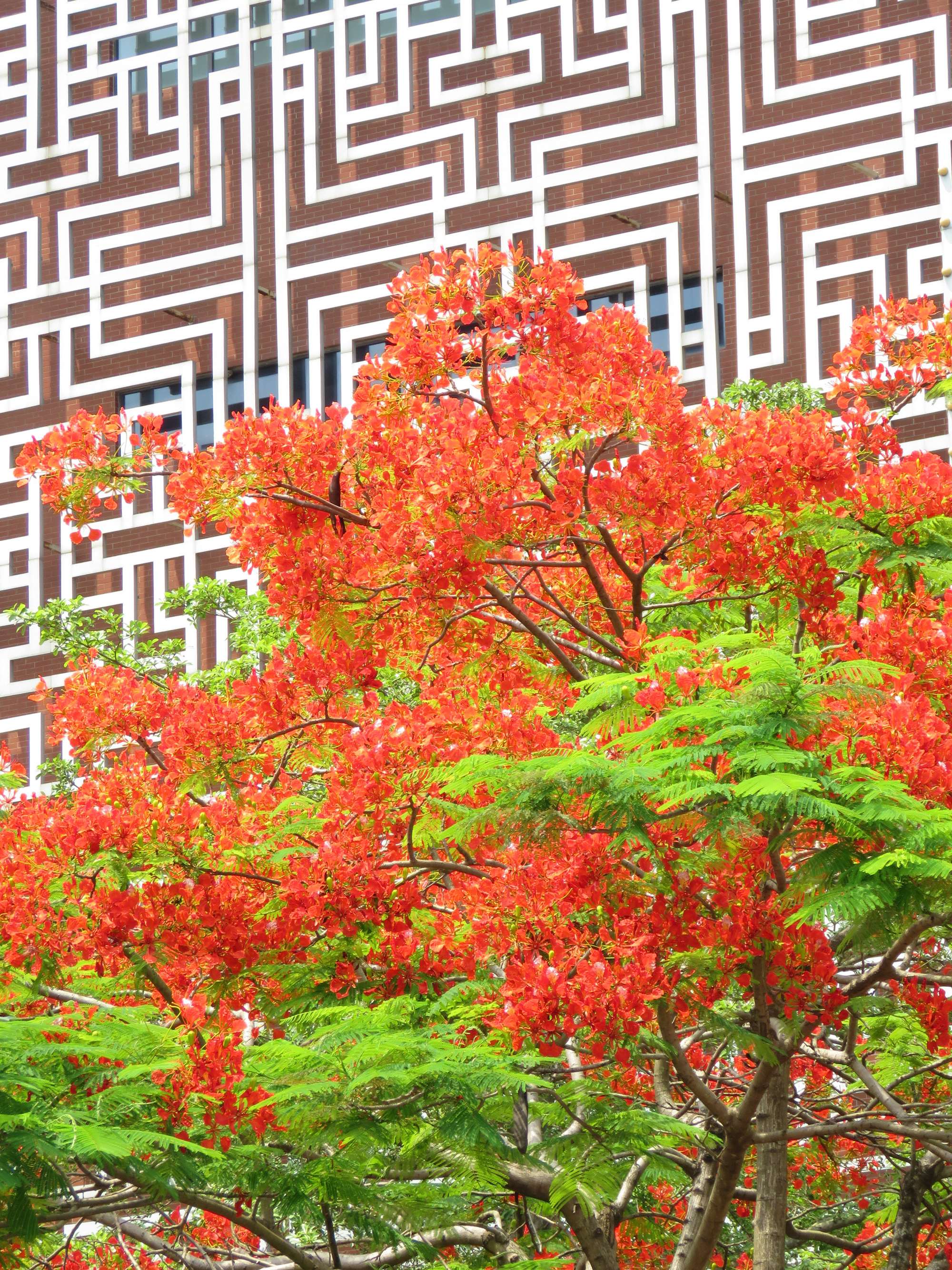 毕业季的凤凰花和栀子花,毕业季凤凰花开的时候