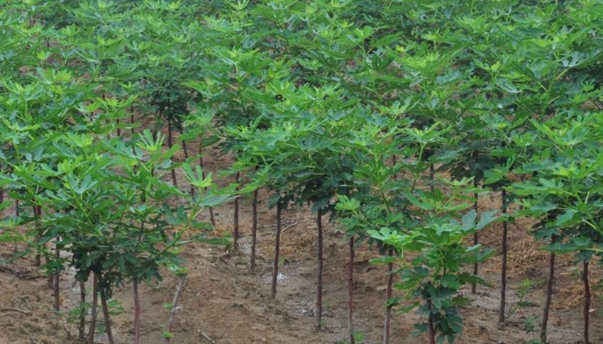 效益好的果树,什么果树经济效益最好