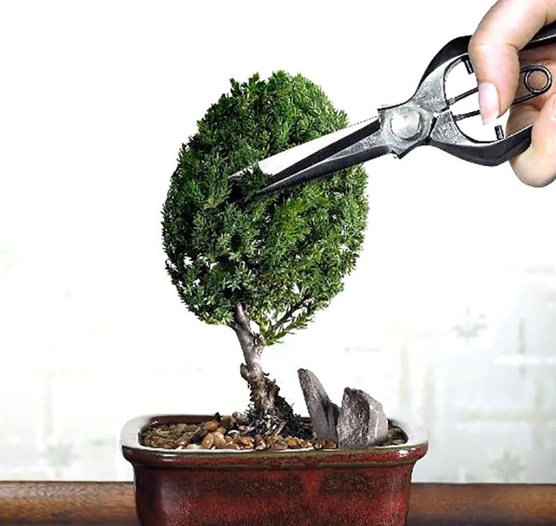 修剪的目的是什么,修剪是为了更好的生长