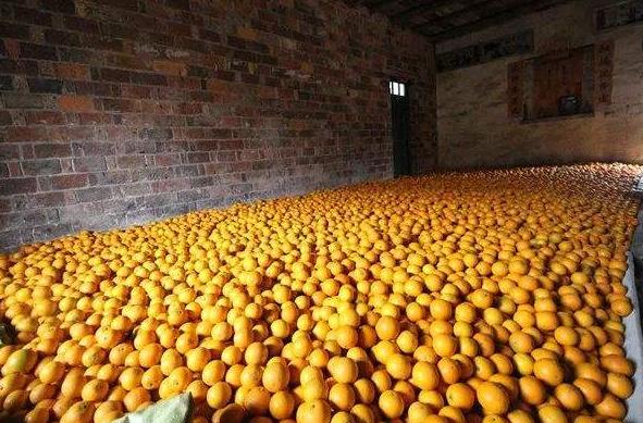 几十万斤鲜橙“烂在手里”，大爷却只能干着急，落下无助泪水