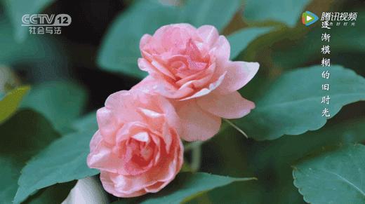 29岁不当记者，追随德国老公守护雨林，两女儿宛如天使，可不上学