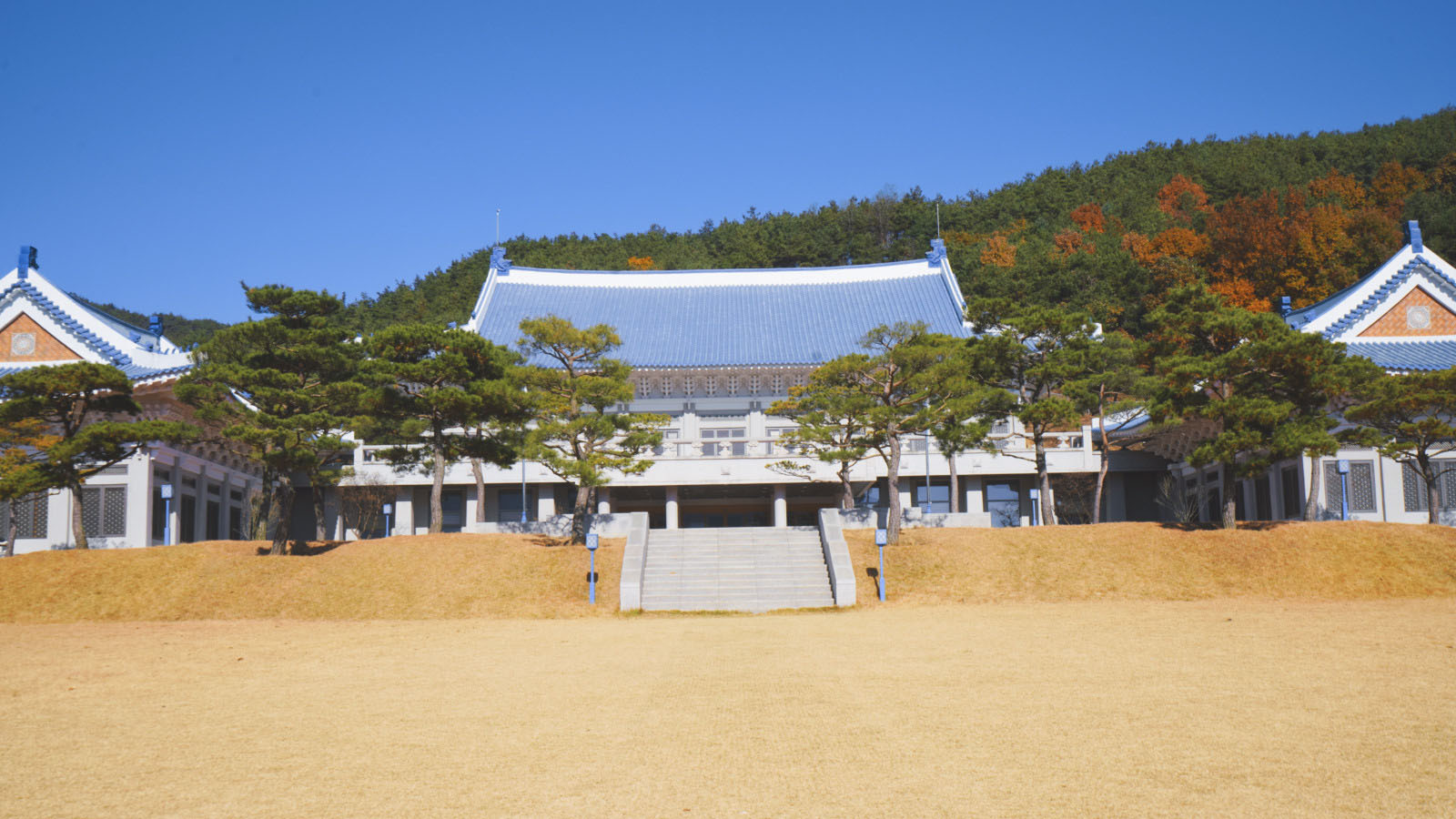 哇,人参随便挖!韩国还能这么玩