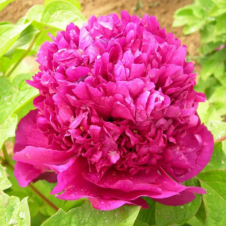 国色天香牡丹花雍容华贵,花中之王国色天香牡丹花