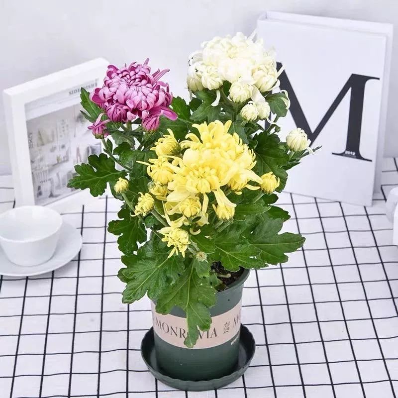 这六种花寓意吉祥好养易活,公认最吉利的4种花