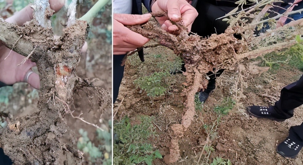 园林植物枝干防治,园林植物的主要叶部病害