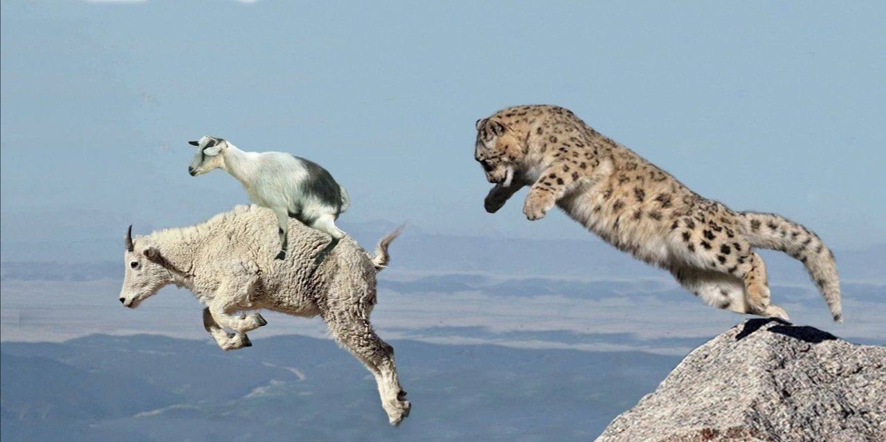 花豹捕食猎豹全过程,猎豹牛羚捕杀技巧