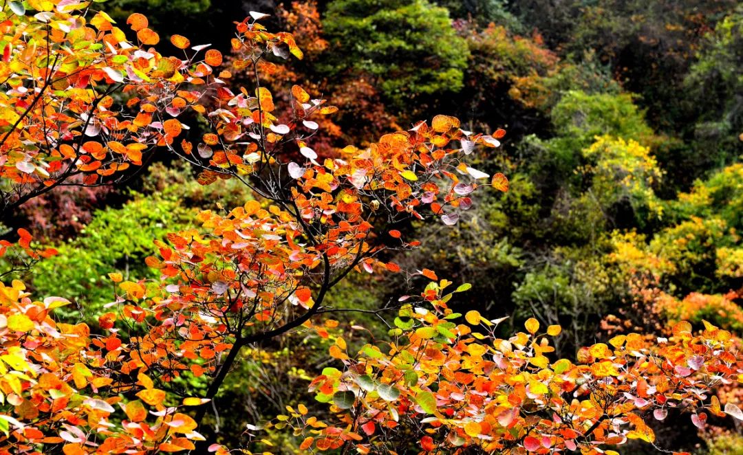 少华山红叶节完整视频,少华山赏红叶景区
