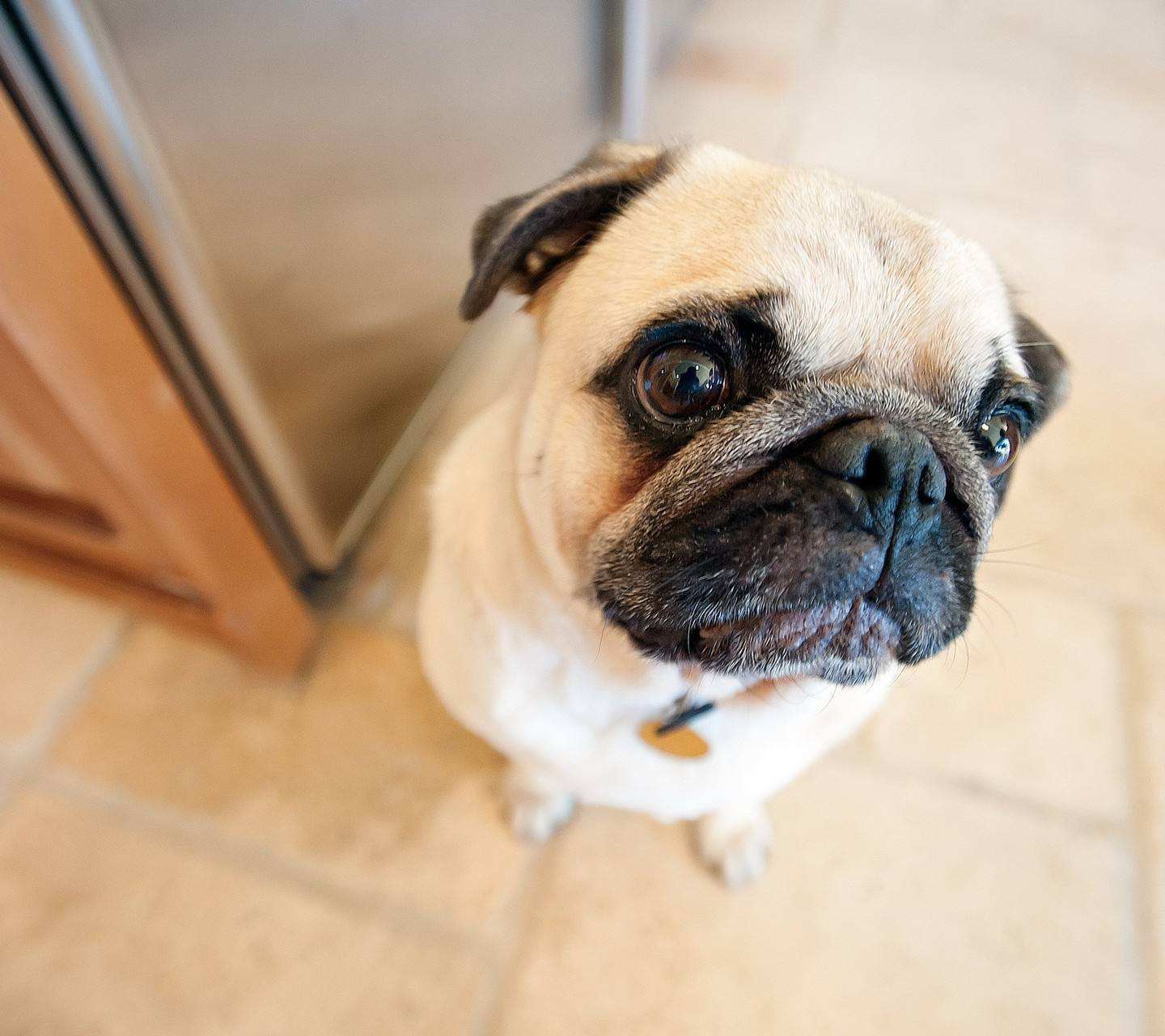 饲养哈士奇的后果,哈士奇饲养之注意事项