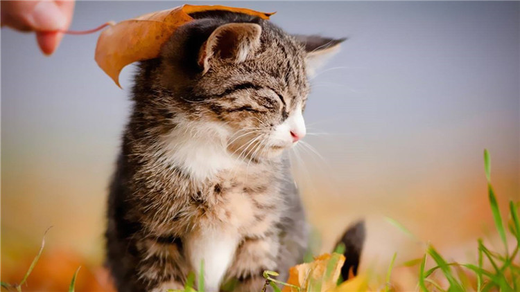 养猫家中异味怎么去除,养猫怎么防止家里有异味