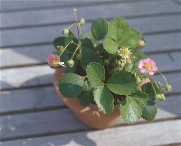 草莓叶茎发黑叶子干枯是什么病,草莓叶片干枯发黄怎么补救