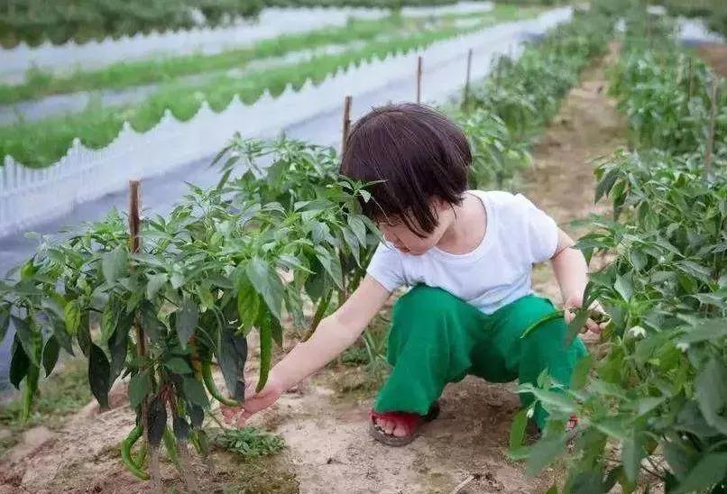 西安周边亲子农场,西安周边适合带孩子去农场的地方