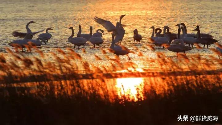 威海60岁免费景点,威海十大网红免费景点