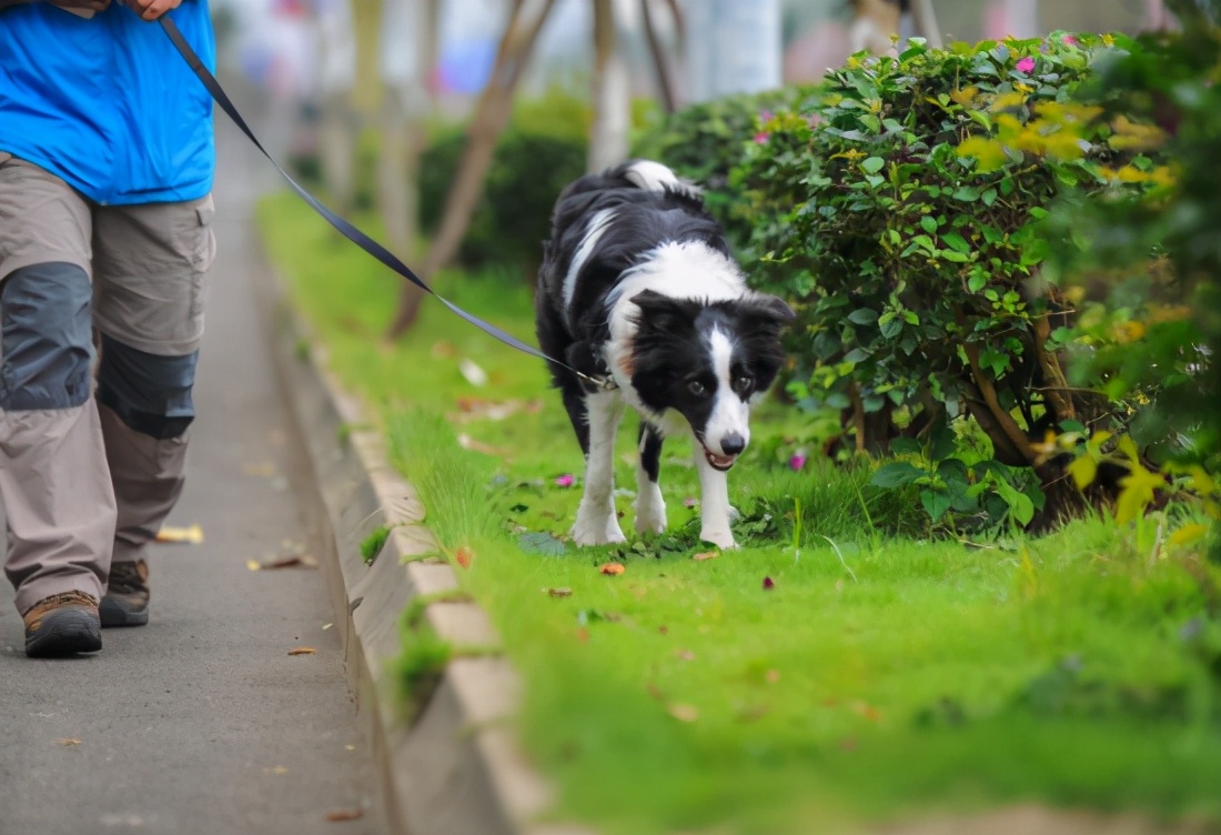 真铲屎官出门遛狗正确方式,为什么铲屎官不建议养狗