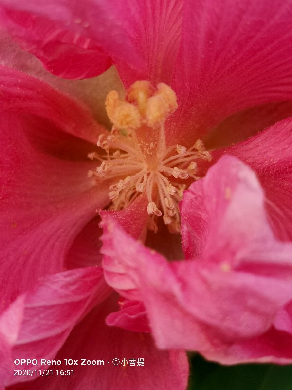 这种花通常用来比作美丽的女子,有人拿来做药,还有人当野菜吃