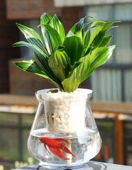 水培植物水里有小蚊子怎么办,夏天水培植物如何灭蚊子