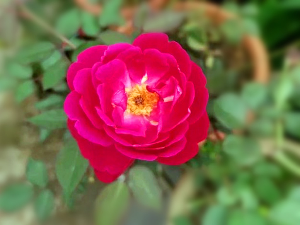 月季什么品种四季开花又香最好,四季开花的中国古老月季品种